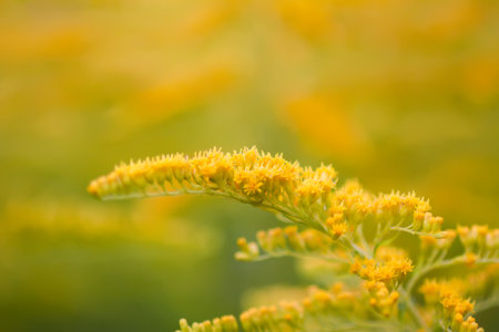 Yellow goldenrod flowers in summer park. Solidago plant.の写真素材