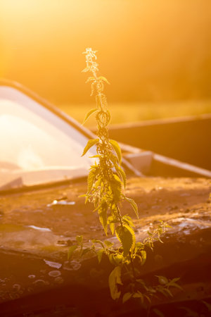 Nettle plant on the old abandoned rusty car background in a golden sunset light. Medical herbs in summer garden.の写真素材