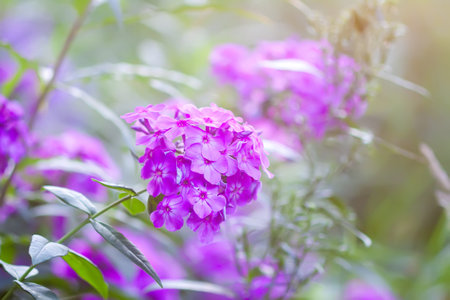 Phlox flowers close up. Phloxes Paniculate plants in bloom.