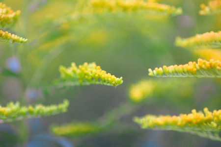 Yellow goldenrod flowers in summer park. Solidago plant.