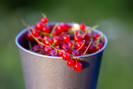 Ripe red currant berries in a cup.の写真素材