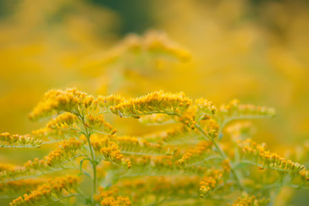 Yellow goldenrod flowers in summer park. Solidago plant.の写真素材