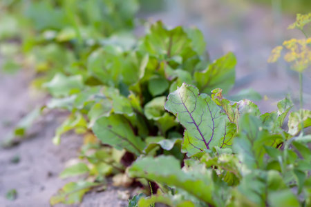Young beet green leaves on a kitchen-garden. Organic farm vegetables.