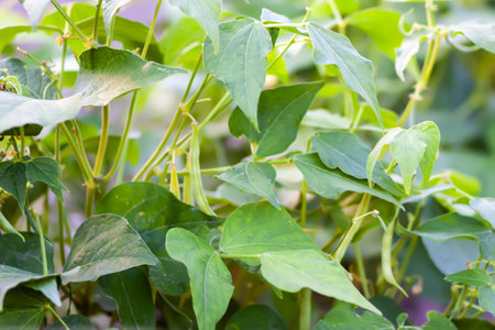 Beans in organic garden farm. Ripening vegetables. Healthy natural food ingredients.