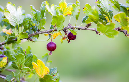 Gooseberries on a bush. Healthy food ingredients grow on a bush.