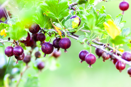 Gooseberries on a bush. Healthy food ingredients grow on a bush.の写真素材