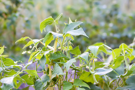 Beans in organic garden farm. Ripening vegetables. Healthy natural food ingredients.