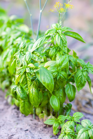 Green basil grow in a garden. Natural food ingredients close-up.
