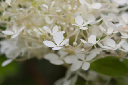 White Hydrangea flowers in a summer garden. Macro shot of beautiful delicate petals.の写真素材