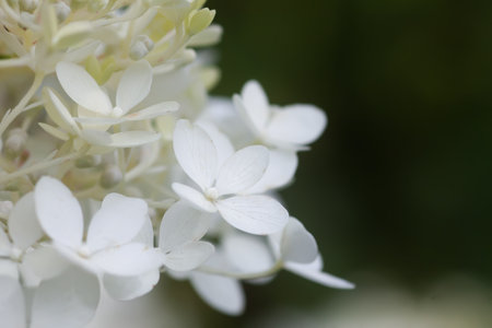 White Hydrangea flowers in a summer garden. Macro shot of beautiful delicate petals.の写真素材