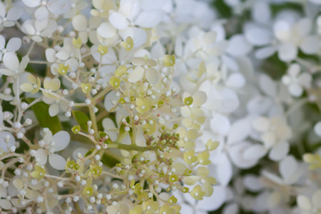 White Hydrangea flowers in a summer garden.の写真素材