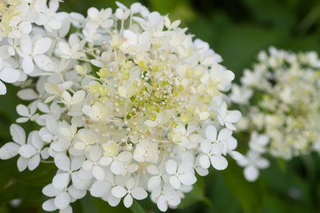 White Hydrangea flowers in a summer garden. Macro shot of beautiful delicate petals.