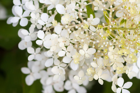 White Hydrangea flowers in a summer garden.の写真素材