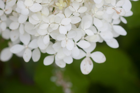 White Hydrangea flowers in a summer garden.
