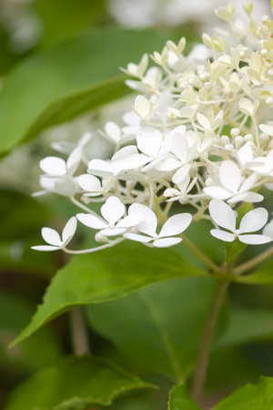 White Hydrangea beautiful flowers in a summer garden.