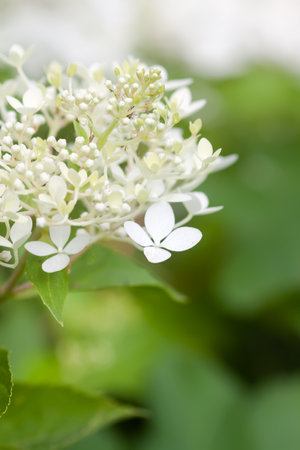 White Hydrangea flowers in a summer garden.