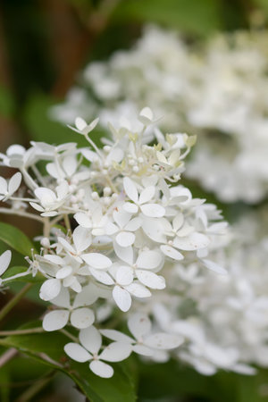 White Hydrangea flowers in a summer garden.