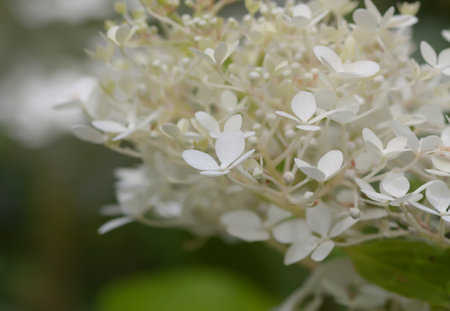 White Hydrangea beautiful flowers in a summer garden.