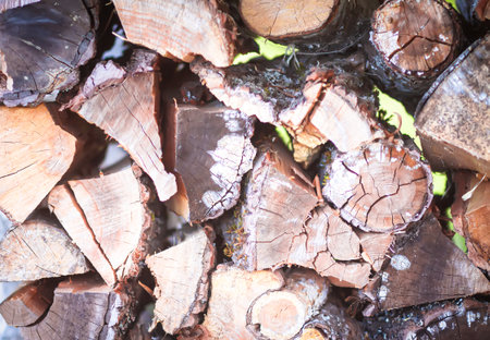 Firewood pile on green grass.