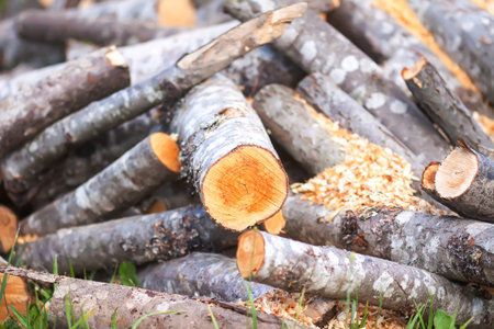 Firewood pile on green grass.の写真素材