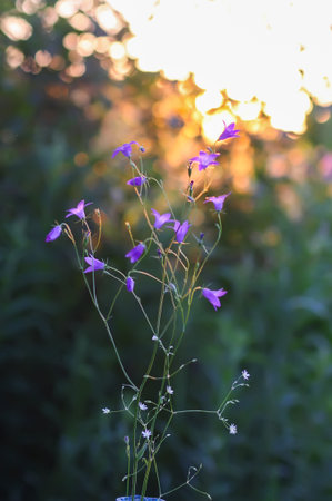 Campanula flowers. Floral decor outdoors.の写真素材