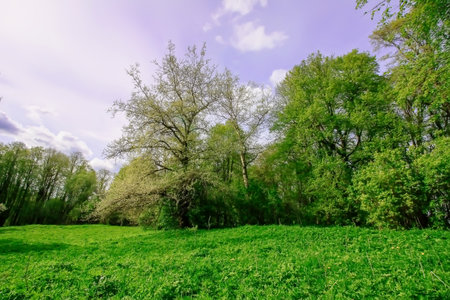 Tranquil spring landscape in the countryside.の写真素材