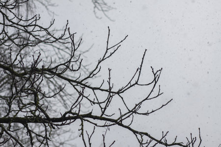 Minimalist view of tree branches on pale winter sky.の写真素材