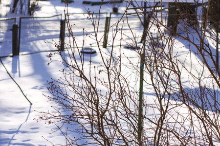 Winter landscape detail with leafless tree silhouettes.の写真素材