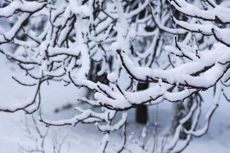 Snow-covered branches in winter park.の写真素材
