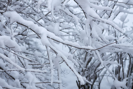 Close-up of winter tree with fresh snow.の写真素材