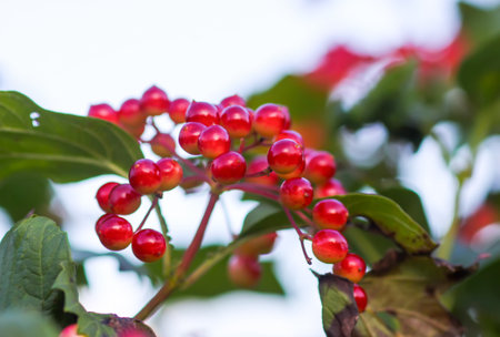 Wild viburnum berries maturing in countryside.