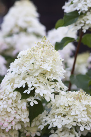 Decorative white hydrangea bloom in countryside.の写真素材