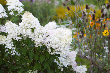 White petals of hydrangea plant in full bloom.の写真素材
