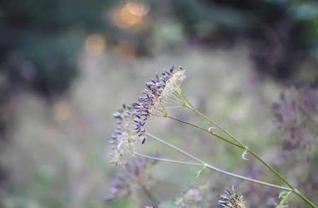 Caraway or Carum carvi plant dry seeds in autumn season. Ripe cumin herb.