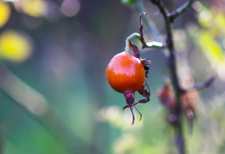 Autumn nature with rosehip berries on shrub.の写真素材