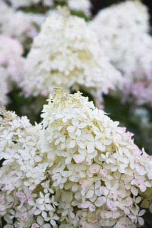 Garden hydrangea bush covered with white blossoms.の写真素材