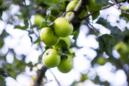 Garden apple tree full of fresh ripening fruit.の写真素材