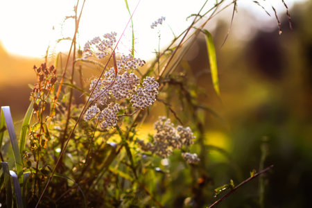 Close-up of wildflowers in golden evening light.の写真素材