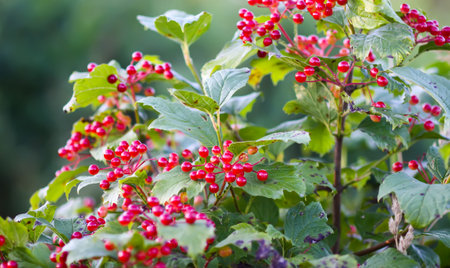 Seasonal ripe viburnum fruits on leafy branches.