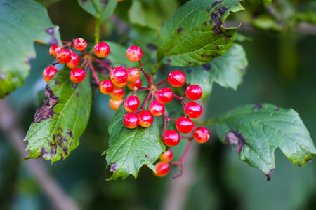 Ripe red viburnum berries on bush in garden.
