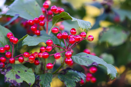 Close-up of viburnum berry clusters in sunlight.の写真素材