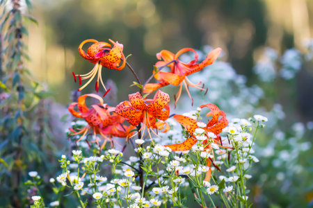 Fresh orange lilies thriving in summer garden.の写真素材