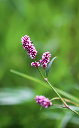 Macro detail.の写真素材