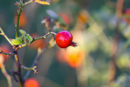 Red rosehip berries ripening in autumn sunlight.の写真素材