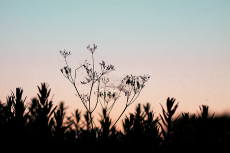 Sunset casting glow on meadow.の写真素材
