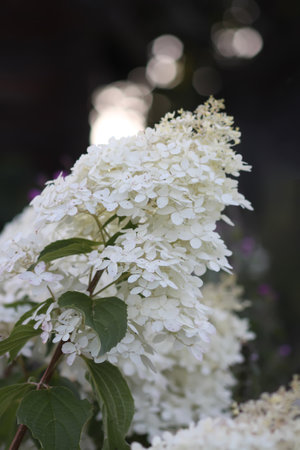 Cluster of delicate white hydrangea flowers outdoors.