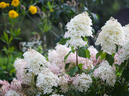 Lush hydrangea blossoms with soft white petals.の写真素材