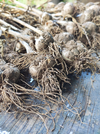 A close-up of raw garlic bulbs with dry stems still attached. It expresses authenticity, natural texture, and quiet rural life.の写真素材