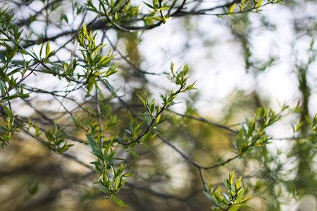 Close-up of tender leaves catching sunlight through the trees. Freshness and natural beauty.