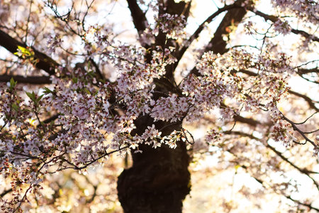 Pink cherry blossoms fill the air with soft petals. Calm atmosphere and romantic spring mood.